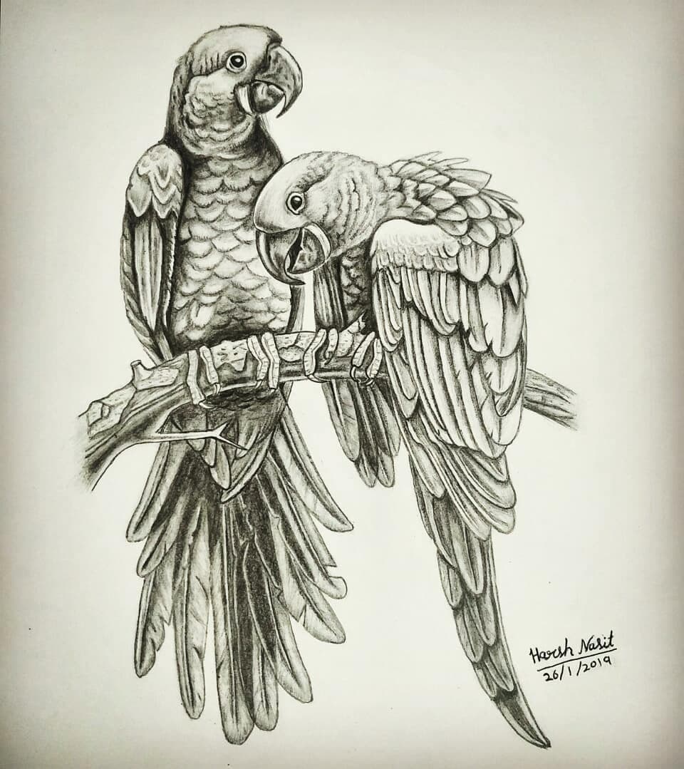 Feathery Sketch